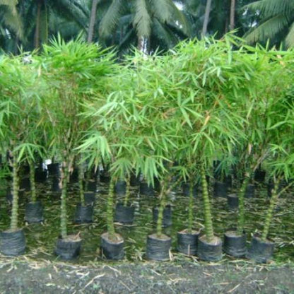 Bambusa Ventricosa, Buddha Belly Bamboo – image 4