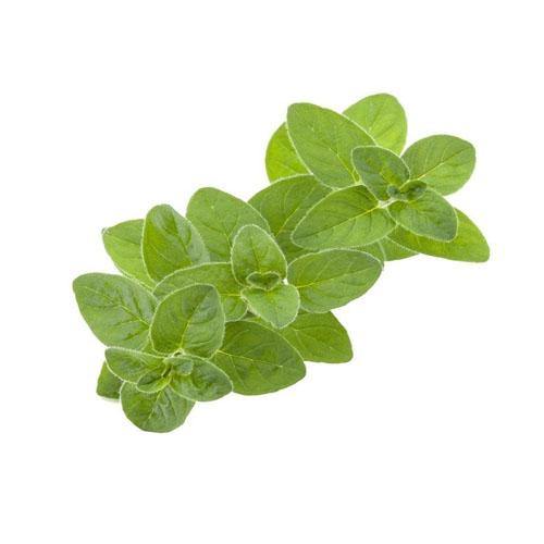 Sweet Marjoram – image 2