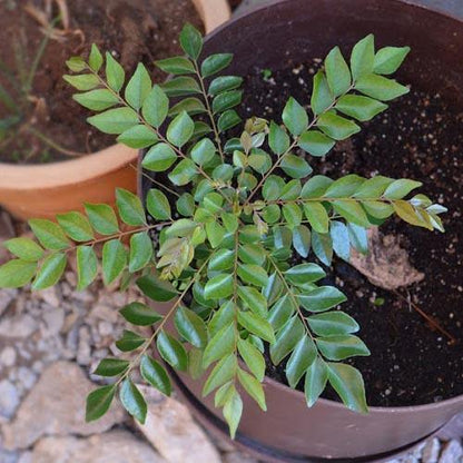Curry Leaves, Kadi Patta – image 4