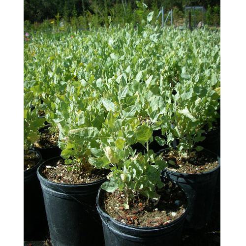 Atriplex Semibaccata, Berry SaltBush – image 4