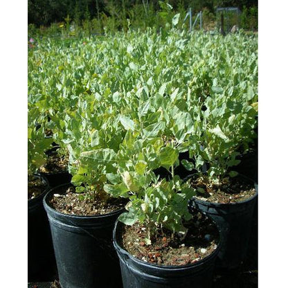 Atriplex Semibaccata, Berry SaltBush – image 4