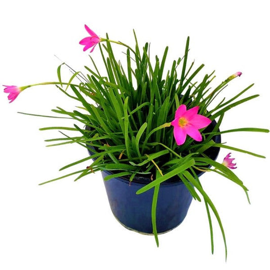 Rain Lily, Zephyr Lily, Zephyranthes Grandiflora, Lilly – image 1