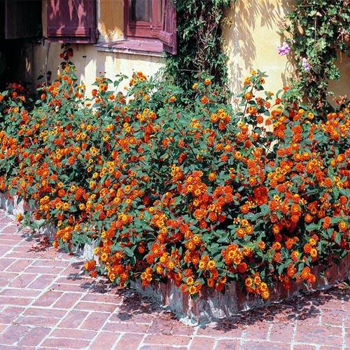 Lantana Camara, Red Sage – image 5