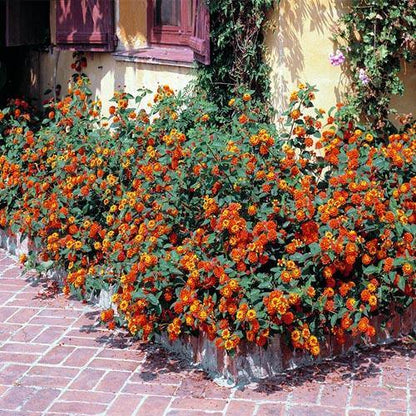 Lantana Camara, Red Sage – image 5