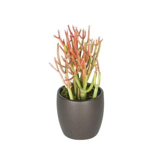 Euphorbia Tirucalli, Pencil Cactus – image 4