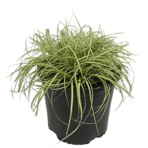 Carex Hachjioensis, EverGold – image 3