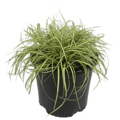 Carex Hachjioensis, EverGold – image 3