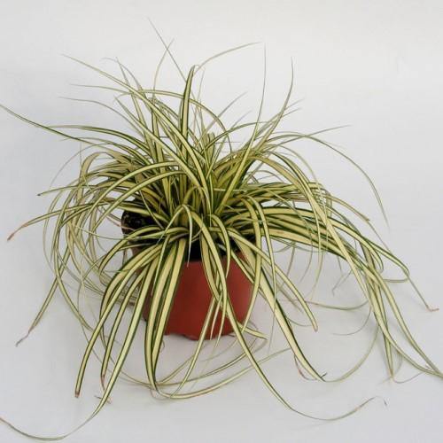 Carex Hachjioensis, EverGold – image 5