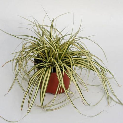 Carex Hachjioensis, EverGold – image 5