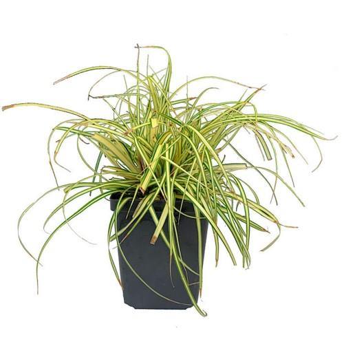 Carex Hachjioensis, EverGold – image 2