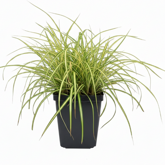 Carex Hachjioensis, EverGold – image 1