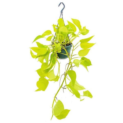 Scindapsus Golden, Golden Money Plant – image 2
