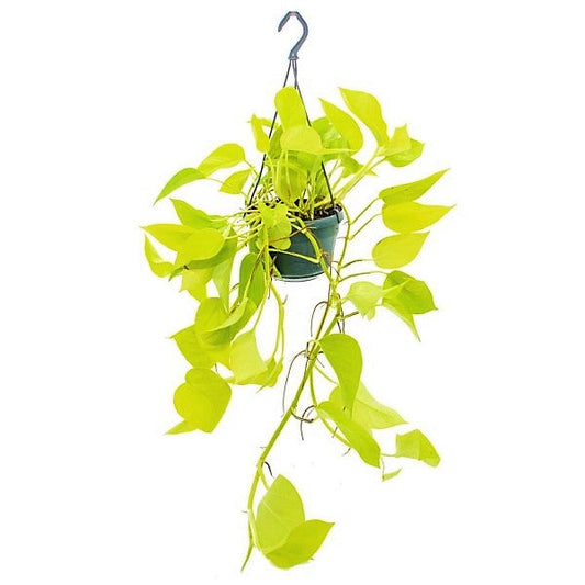 Scindapsus Golden, Golden Money Plant – image 2