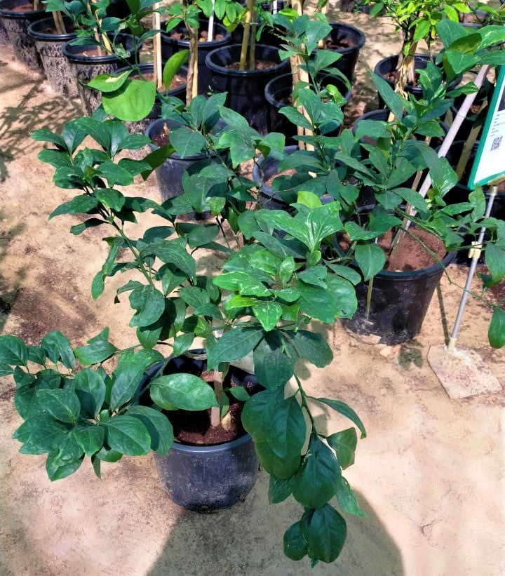 Citrus orange, Abu Surra, Orange Tree – image 5