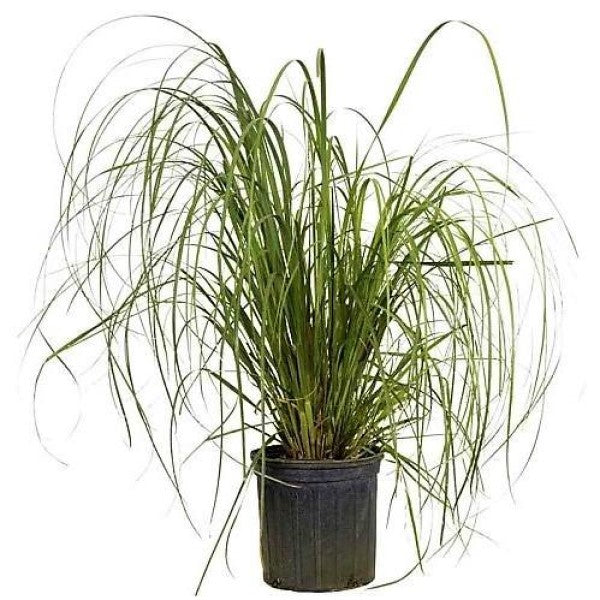 Cortaderia Selloana, Pampas Grass – image 3