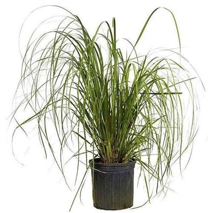 Cortaderia Selloana, Pampas Grass – image 3