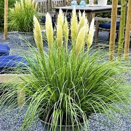 Cortaderia Selloana, Pampas Grass – image 2