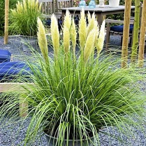 Cortaderia Selloana, Pampas Grass – image 2