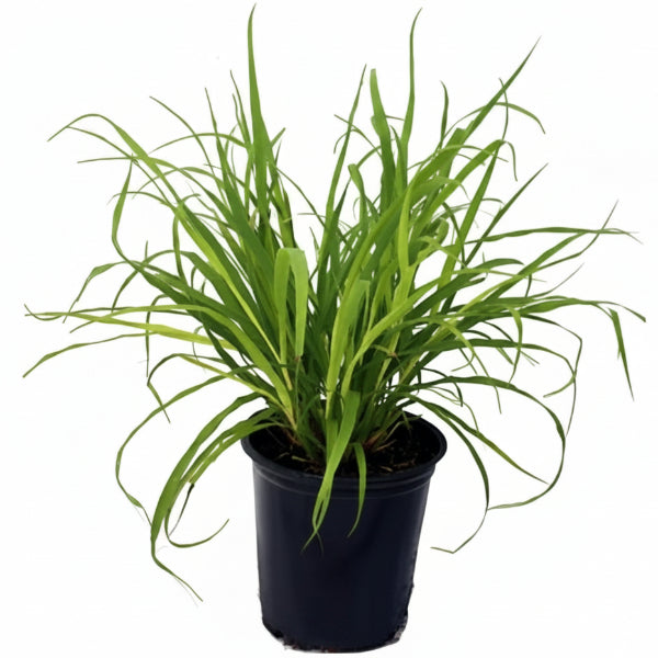 Lemon Grass, Cymbopogon Citratus – image 2