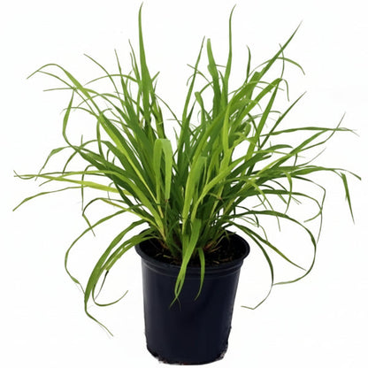 Lemon Grass, Cymbopogon Citratus – image 2