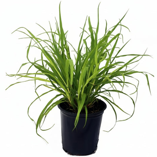 Lemon Grass, Cymbopogon Citratus – image 2