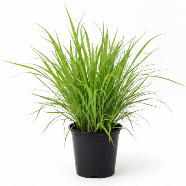 Lemon Grass, Cymbopogon Citratus – image 1