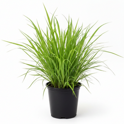 Lemon Grass, Cymbopogon Citratus – image 1