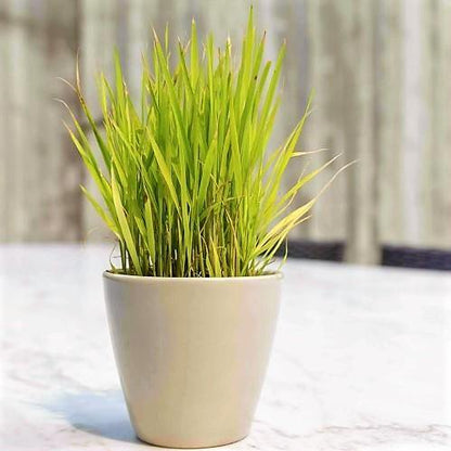 Lemon Grass, Cymbopogon Citratus – image 6