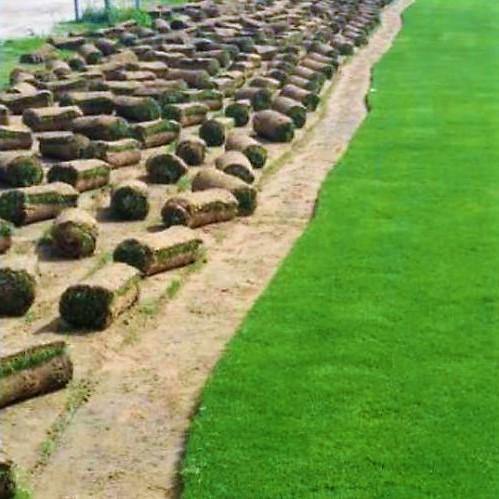 Natural Carpet Grass, Paspalium vaginatum – image 4