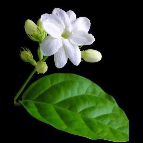 Jasminum sambac, The Arabian Jasmine, Mogra, Motia – image 3