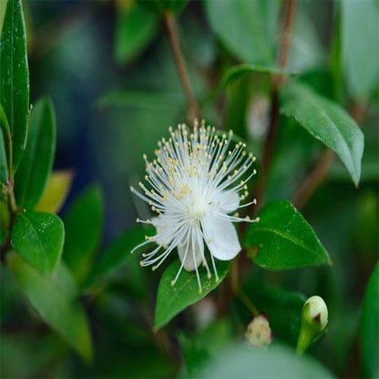 Myrtle, Myrtus Communis – image 3