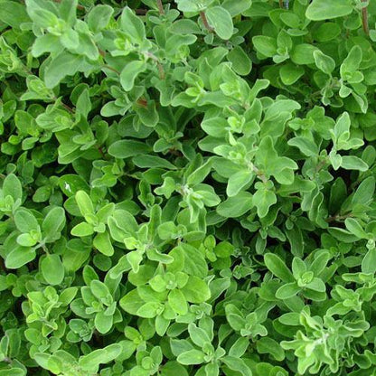 Sweet Marjoram – image 6