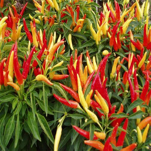 Ornamental Pepper Plant – image 5