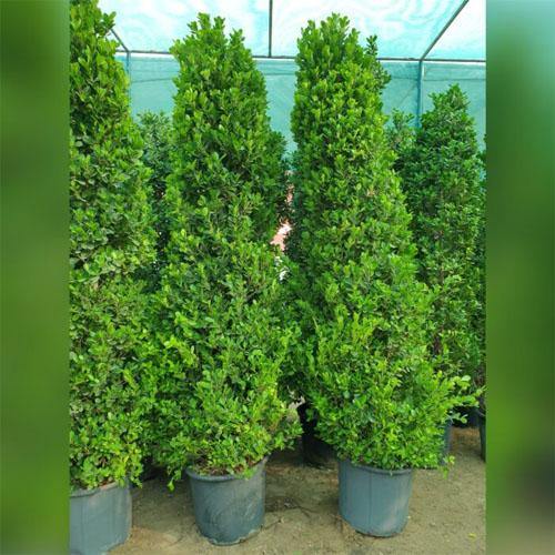 Ficus Diversifolia, Ficus Panda - Cone Shape – image 2