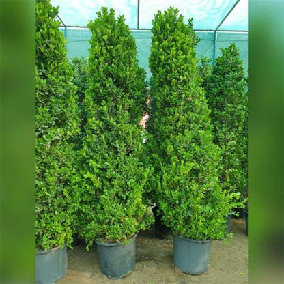 Ficus Diversifolia, Ficus Panda - Cone Shape – image 2