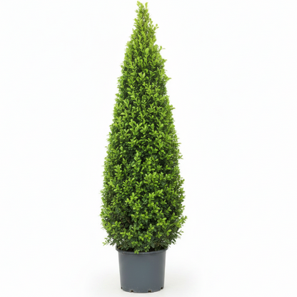 Ficus Diversifolia, Ficus Panda - Cone Shape – image 3