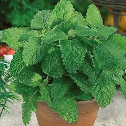 Balm Mint, Melissa – image 5
