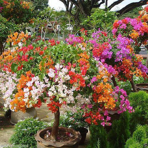 Bougainvillea Multicolor Specimen Single Head – image 4