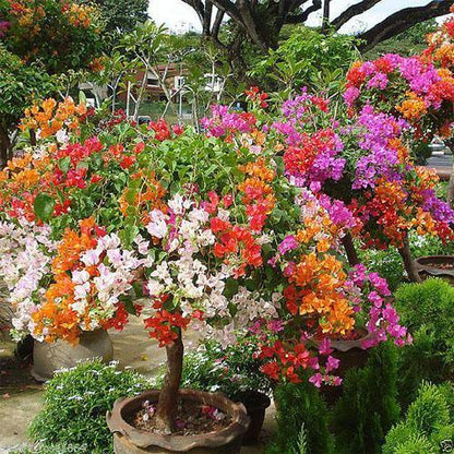 Bougainvillea Multicolor Specimen Single Head – image 4