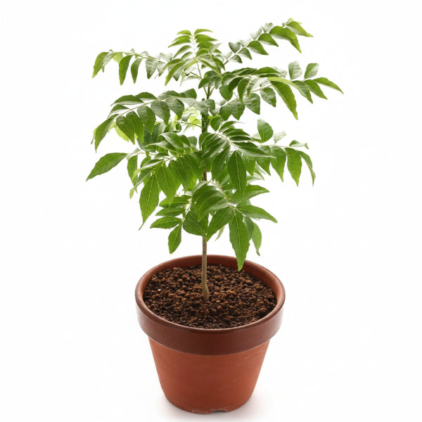 Curry Leaves, Kadi Patta – image 3