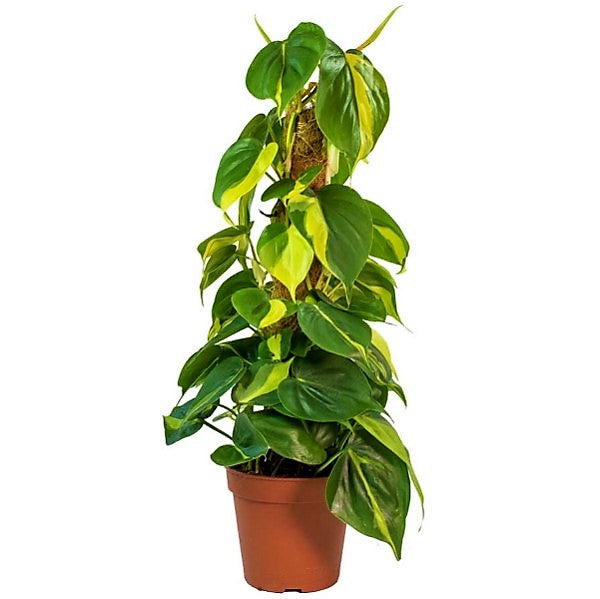 Scindapsus Brasil – image 3