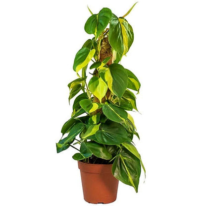 Scindapsus Brasil – image 3