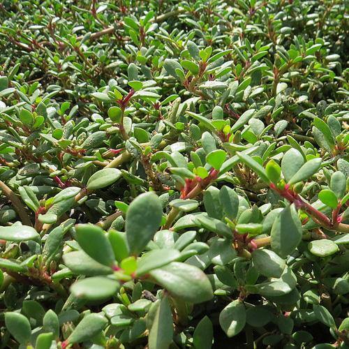 Sesuvium Portulacastrum, Shoreline Seapurslane (small) – image 4