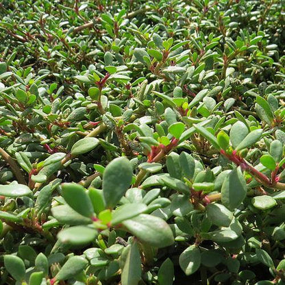 Sesuvium Portulacastrum, Shoreline Seapurslane (small) – image 4