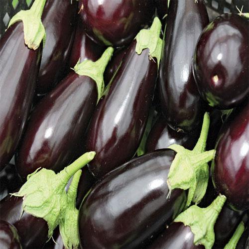 Eggplant – image 3