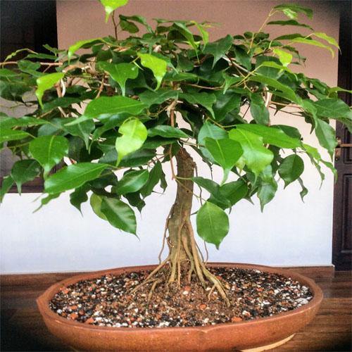 Ficus S Bonsai – image 4