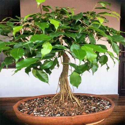 Ficus S Bonsai – image 4