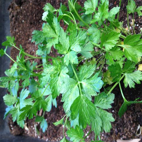 Parsley Plant – image 4