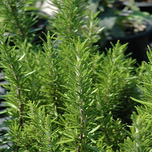 Rosmarinus Officialis, Rosemary Herb Outdoor – image 3