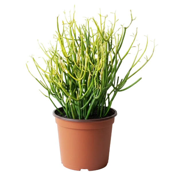 Euphorbia Tirucalli, Pencil Cactus – image 3